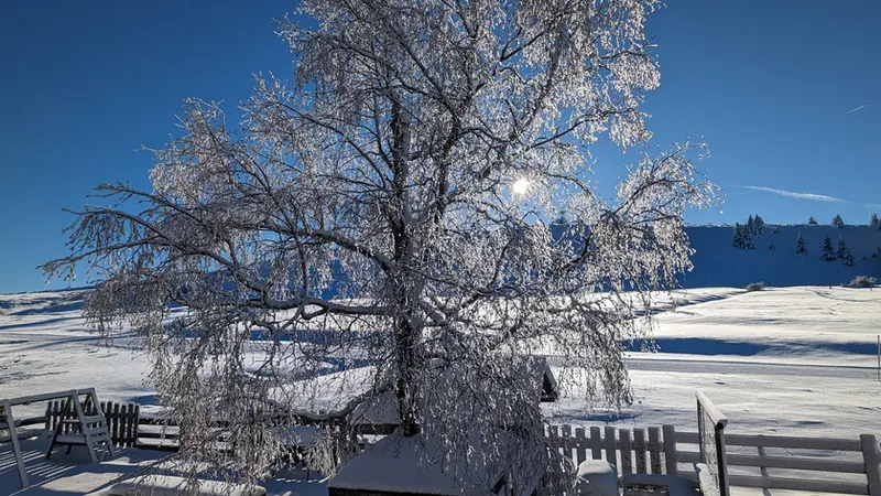 Arbres autour du gîte